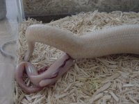 Birth-snow 6.JPG