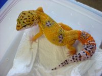hypo leopard gecko m.jpg