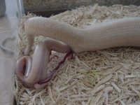 Birth-snow 7.JPG