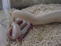 Birth-snow 8.JPG