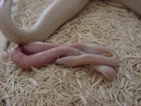 Birth-snow 9.JPG