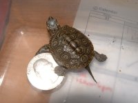 my hatch concentric diamondback terrapin.jpg