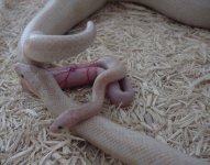 Birth-snow 10.jpg