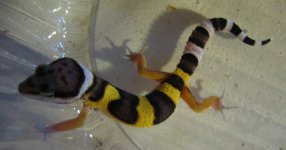 IMG_0445.jpg