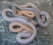 2005 baby Rosy Morph mix 1.jpg