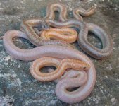 2005 baby Rosy Morph mix 2.jpg