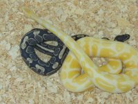 albino and img.jpg