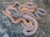 2005 baby Rosy Morph mix 3.jpg
