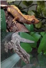 smstickycrestie.jpg
