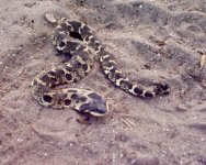 e.hognose1 .jpg