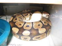 00067 on eggs 2003 a web.jpg