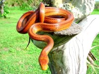 everglades rat allapatah2.jpg