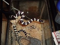 snake pix with olympus camera 006.jpg