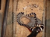 snake pix with olympus camera 007.jpg