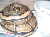 00066 on eggs 2003 c web.jpg
