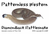 patternless atrox.jpg