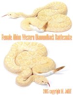 FALBATROX.jpg