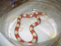 male albino nelsons milksnake.jpg