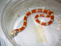 female albino nelsons milksnake.jpg