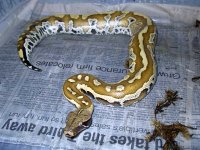 male blood python.jpg