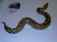 female blood python.jpg