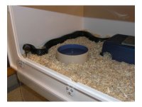 Cage:snake.jpg