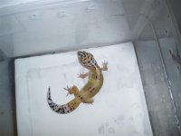 Male-Hypo-Line-Bred-Snow(Name-Spunky) (Small).JPG