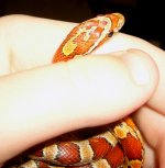 Cornsnakes 001.jpg