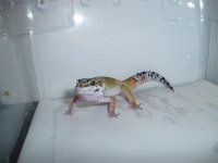 Male-Hypo-Line-Bred-Snow-Eye-Level-Pic (Small).JPG