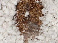 fuzzy1.JPG