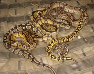 pastel breeding group.jpg