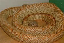 Striped Hypo I.JPG