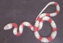 Albinosinaloae1.jpg