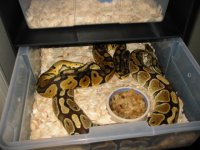pastel breeding 002.jpg