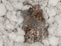 fuzzy2.JPG