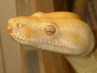albinotongue.jpg