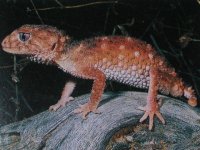 asper 2.jpg