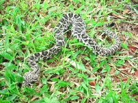 eastern diamondback baby1.jpg