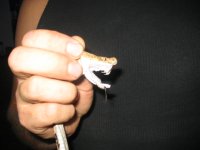 Canebrake 006.jpg