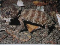 wide banded asper.jpg