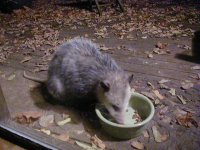 myoutsidepet.JPG