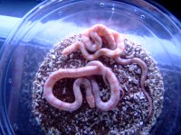 albino jungles (kingsnake x cornsnake hybrids) 3.jpg
