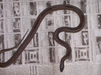 apalachicola male small.jpg
