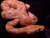 albinoburm1.jpg