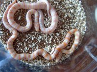 albino jungles (kingsnake x cornsnake hybrids) 6.jpg