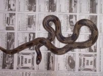 apalachicola female small.jpg