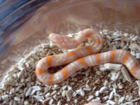 albino jungles (kingsnake x cornsnake hybrids) female.jpg