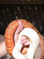 boa belly.jpg