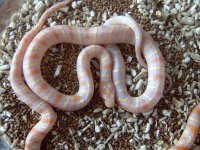 albino jungles (kingsnake x cornsnake hybrids) male.jpg