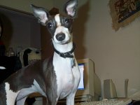 majesta-dog.jpg